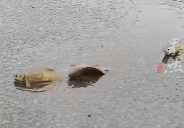 暴雨后路边过山鲫鱼成群赶路