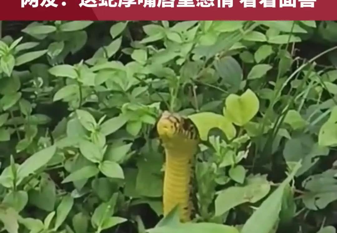 大叔田间休息与蛇四目相对