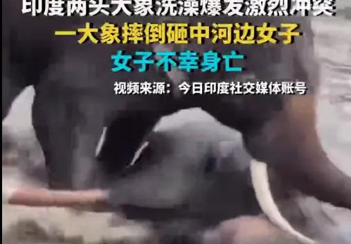 印度两头大象打斗致一名女游客身亡