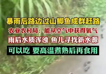 暴雨后路边过山鲫鱼成群赶路